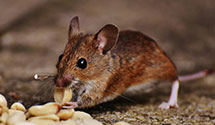 24 Hour & Emergency Exterminators in Gravesville, AR